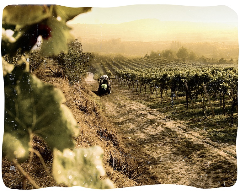 190222_weixelbaum_website_headerbild_04_klein